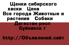 Щенки сибирского хаски › Цена ­ 12 000 - Все города Животные и растения » Собаки   . Дагестан респ.,Буйнакск г.